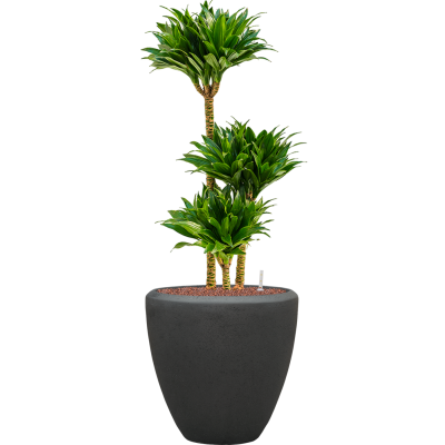 Растение в кашпо Dracaena fragrans 'Compacta' in Baq Polystone Plain