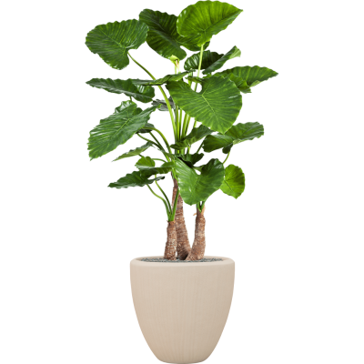 Растение в кашпо Alocasia calidora in Baq Polystone Plain