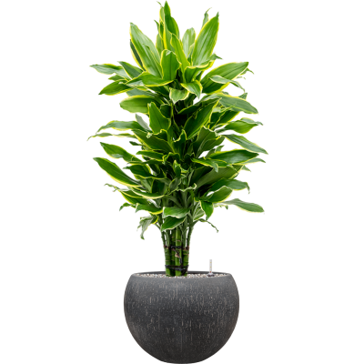 Растение в кашпо Dracaena fragrans 'Golden Coast' in Baq Raindrop