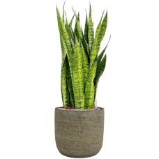 Sansevieria zeylanica in Magna