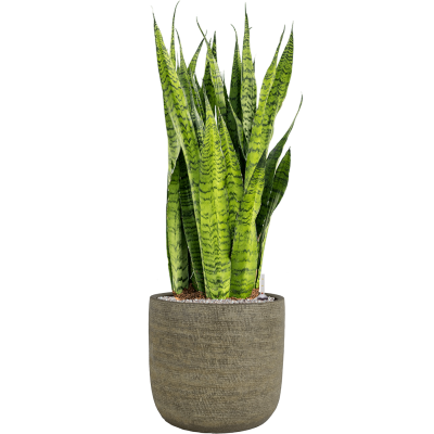 Растение в кашпо Sansevieria zeylanica in Magna