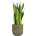 Растение в кашпо Sansevieria zeylanica in Magna