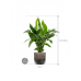 Растение в кашпо Spathiphyllum 'Sweet Lauretta' in Baq Luxe Lite Comet