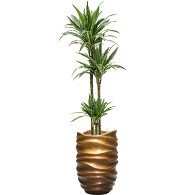 Растение в кашпо Dracaena deremensis 'Warneckei' in Baq Gradient Lee