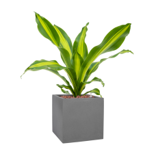 Dracaena fragrans 'Burley' in Natural