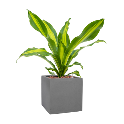 Растение в кашпо Dracaena fragrans 'Burley' in Natural