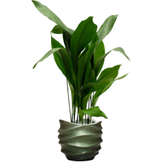 Aspidistra elatior in Baq Gradient Lee