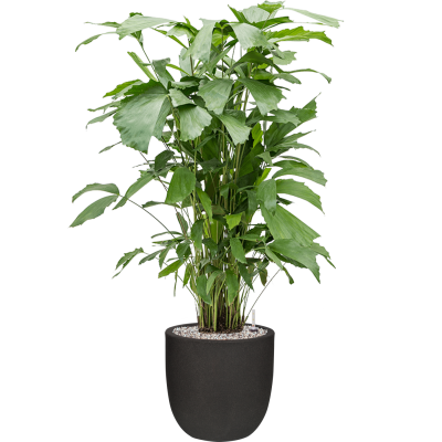 Растение в кашпо Caryota mitis in Capi Urban Smooth NL