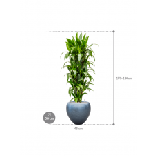 Dracaena fragrans 'Janet Craig' in Baq Metallic Silver leaf