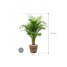 Dypsis (Areca) lutescens in Drypot Rattan Stripe