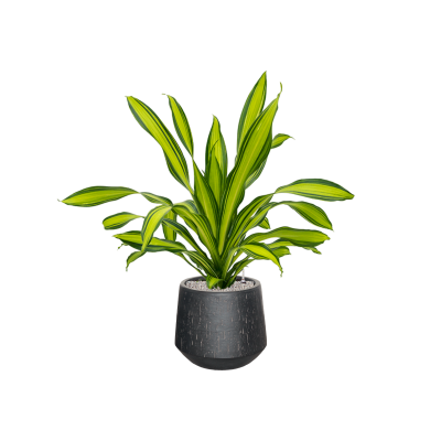 Растение в кашпо Dracaena fragrans 'Charley' in Baq Raindrop