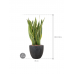 Растение в кашпо Sansevieria trifasciata 'Laurentii' in Baq Raindrop