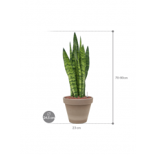 Sansevieria zeylanica in Terra Cotta