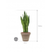 Растение в кашпо Sansevieria zeylanica in Terra Cotta