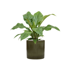 Anthurium elipticum 'Jungle Bush' in Cylinder