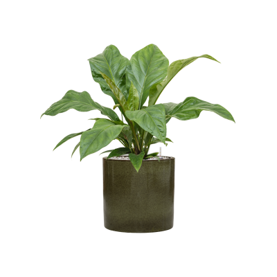 Растение в кашпо Anthurium elipticum 'Jungle Bush' in Cylinder