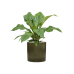 Растение в кашпо Anthurium elipticum 'Jungle Bush' in Cylinder