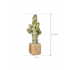 Euphorbia ingens marmorata in Bohemian