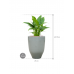 Растение в кашпо Spathiphyllum 'Gokyo' in One and Only