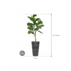 Ficus lyrata in Artstone