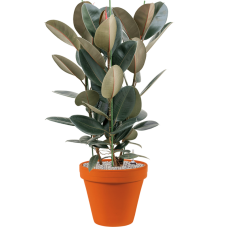 Ficus elastica 'Abidjan' in Terra Cotta