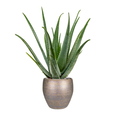 Растение в кашпо Aloe vera barbadensis in Amora