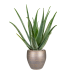 Растение в кашпо Aloe vera barbadensis in Amora