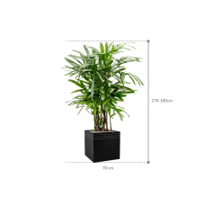 Rhapis excelsa in Baq Line-Up