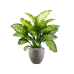 Растение в кашпо Dieffenbachia seguine 'Maroba' in Grigio