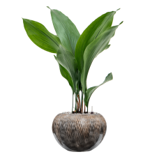 Aspidistra elatior in Baq Luxe Lite Universe Comet