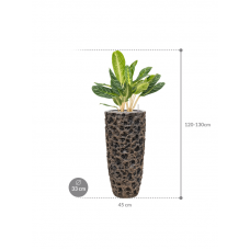 Aglaonema 'Key Lime' in Baq Luxe Lite Universe Moon