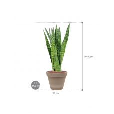 Sansevieria zeylanica in Terra Cotta