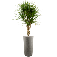 Dracaena marginata in Grigio