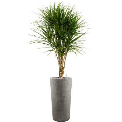 Растение в кашпо Dracaena marginata in Grigio