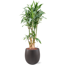 Dracaena fragrans 'Ulises' in Grigio