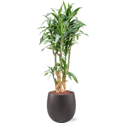 Растение в кашпо Dracaena fragrans 'Ulises' in Grigio