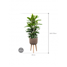 Ficus cyathistipula in Refined Retro With Feet