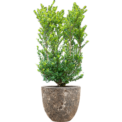 Растение в кашпо Ilex crenata 'Dark Green' in Baq Lava