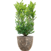 Растение в кашпо Ilex crenata 'Dark Green' in Baq Lava