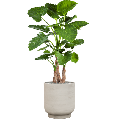 Растение в кашпо Alocasia calidora in Tale