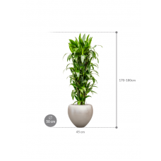 Dracaena fragrans 'Janet Craig' in Baq Metallic Silver leaf