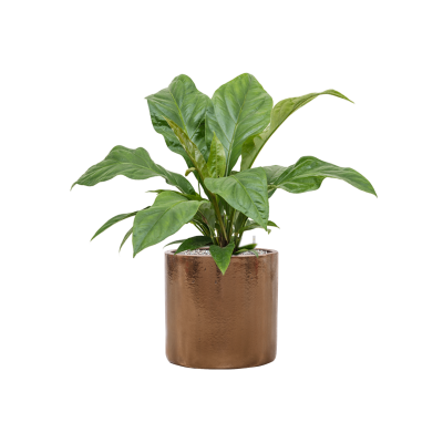 Растение в кашпо Anthurium elipticum 'Jungle Bush' in Cylinder