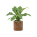 Растение в кашпо Anthurium elipticum 'Jungle Bush' in Cylinder