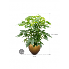 Schefflera actinophylla 'Amate' in Baq Metallic Silver leaf