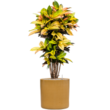 Croton (Codiaeum) variegatum 'Mrs. Iceton' in Cylinder