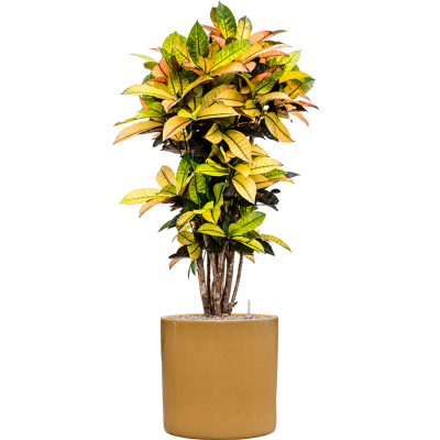 Растение в кашпо Croton (Codiaeum) variegatum 'Mrs. Iceton' in Cylinder