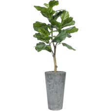 Ficus lyrata in Artstone