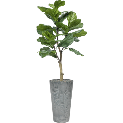 Растение в кашпо Ficus lyrata in Artstone