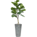 Растение в кашпо Ficus lyrata in Artstone