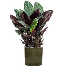 Calathea sanderiana in Cylinder